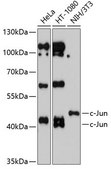 Anti-c-Jun antibody produced in rabbit