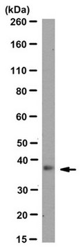 Anti-Pax-9 Antibody, clone 7C2 (P9C23) clone 7C2 (P9C23), from rat