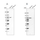 Anti-RAVER1 antibody produced in rabbit Prestige Antibodies® Powered by Atlas Antibodies, affinity isolated antibody, buffered aqueous glycerol solution