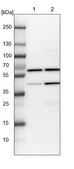 Anti-ARCN1 antibody produced in rabbit Prestige Antibodies® Powered by Atlas Antibodies, affinity isolated antibody, buffered aqueous glycerol solution