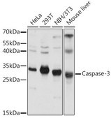 Anti-Caspase 3 antibody produced in rabbit