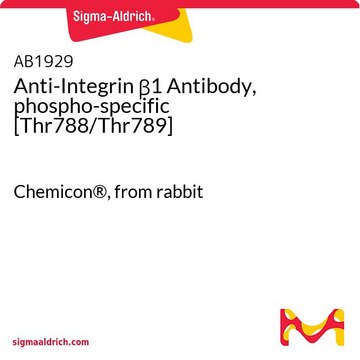 Anti-Integrin &#946;1 Antibody, phospho-specific [Thr788/Thr789] Chemicon&#174;, from rabbit