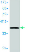 Monoclonal Anti-UBE2L6 antibody produced in mouse clone 2F12-1F4, purified immunoglobulin, buffered aqueous solution