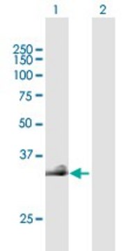 Anti-HAS3 antibody produced in mouse purified immunoglobulin, buffered aqueous solution