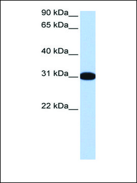 Anti-MBNL2 antibody produced in rabbit affinity isolated antibody