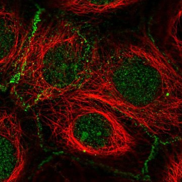 Anti-FBXL2 antibody produced in rabbit Prestige Antibodies&#174; Powered by Atlas Antibodies, affinity isolated antibody