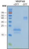 VEGF165 recombinant, expressed in HEK 293 cells, suitable for cell culture
