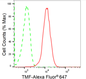 KD-Validated Anti TATA Element Modulatory Factor 1 Antibody, clone 24GB1965, Rabbit Monoclonal clone 24GB1965, recombinant rabbit monoclonal, expressed in HEK293 cells