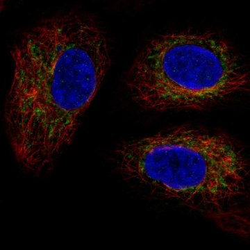 Anti-TMEM11 antibody produced in rabbit Prestige Antibodies&#174; Powered by Atlas Antibodies, affinity isolated antibody