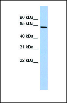 抗 MLKL affinity isolated antibody