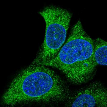 Anti-SLC27A3 antibody produced in rabbit Prestige Antibodies&#174; Powered by Atlas Antibodies, affinity isolated antibody