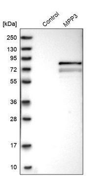 Anti-MPP3 antibody produced in rabbit Prestige Antibodies® Powered by Atlas Antibodies, affinity isolated antibody, buffered aqueous glycerol solution, Ab2