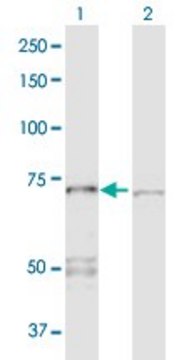 Anti-PPP2R1A antibody produced in rabbit purified immunoglobulin, buffered aqueous solution