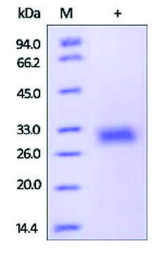 ADIPOQ/Adiponectin/ACRP30 human recombinant, expressed in HEK 293 cells, &#8805;92% (SDS-PAGE)