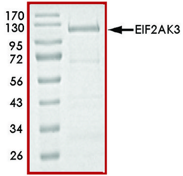 EIF2AK3 (563-1115), active, GST tagged human PRECISIO&#174; Kinase, recombinant, expressed in E. coli, &#8805;70% (SDS-PAGE), buffered aqueous glycerol solution