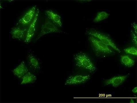 Monoclonal Anti-SQSTM1 antibody produced in mouse clone 2C11, purified immunoglobulin, buffered aqueous solution