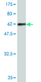 Monoclonal Anti-RFC5 antibody produced in mouse clone 1B1, purified immunoglobulin, buffered aqueous solution