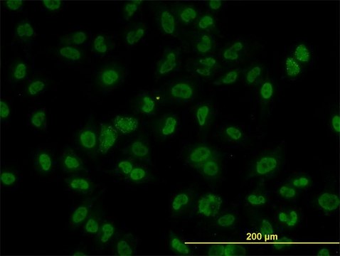 Monoclonal Anti-AKT2 antibody produced in mouse clone 1B3, purified immunoglobulin, buffered aqueous solution