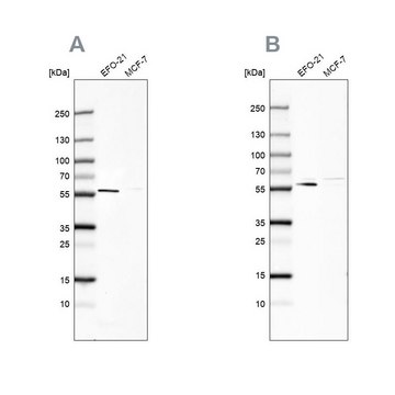 Anti-PDP1 antibody produced in rabbit Prestige Antibodies&#174; Powered by Atlas Antibodies, affinity isolated antibody, buffered aqueous glycerol solution