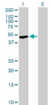 Anti-SH2D2A antibody produced in mouse purified immunoglobulin, buffered aqueous solution