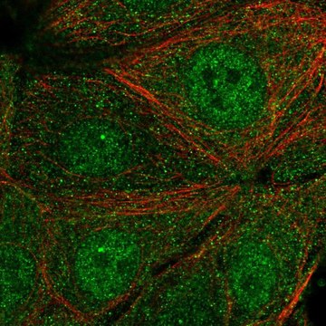 Anti-SYT17 antibody produced in rabbit Prestige Antibodies&#174; Powered by Atlas Antibodies, affinity isolated antibody