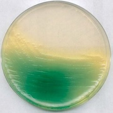 King Agar B NutriSelect&#174; Basic, suitable for microbiology