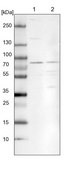 Anti-CPSF3 antibody produced in rabbit Prestige Antibodies® Powered by Atlas Antibodies, affinity isolated antibody, buffered aqueous glycerol solution