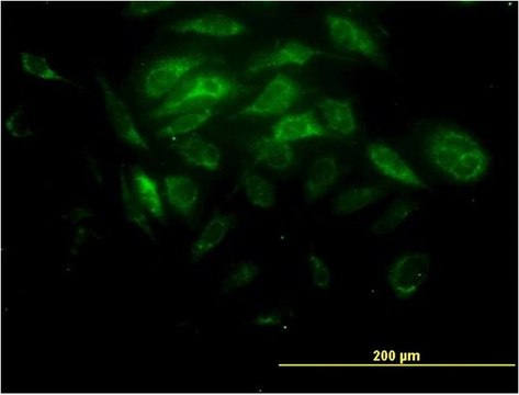 Monoclonal Anti-SYT11 antibody produced in mouse clone 4E1, purified immunoglobulin, buffered aqueous solution