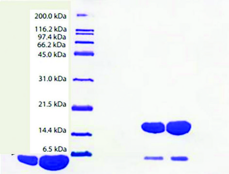 Apolipoprotein A-II from human plasma &#8805;95% (SDS-PAGE)