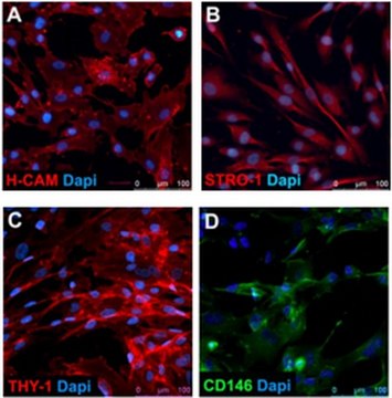 Human Mesenchymal Stem Cells (derived from hES cells) Includes 1 million viable cells of Human Mesenchymal Stem Cells (derived from hES cells).