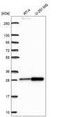 Anti-Rpl10A Antibody Produced In Rabbit Prestige Antibodies® Powered by Atlas Antibodies, affinity isolated antibody, buffered aqueous glycerol solution