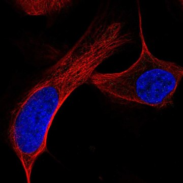 Anti-ATM antibody produced in rabbit Prestige Antibodies&#174; Powered by Atlas Antibodies, affinity isolated antibody