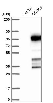 Anti-CCDC9 antibody produced in rabbit Prestige Antibodies&#174; Powered by Atlas Antibodies, affinity isolated antibody, buffered aqueous glycerol solution