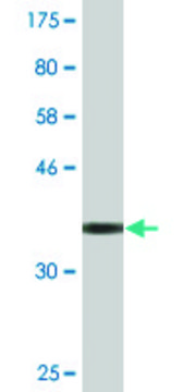 Monoclonal Anti-PLXDC2 antibody produced in mouse clone 4G10, purified immunoglobulin, buffered aqueous solution