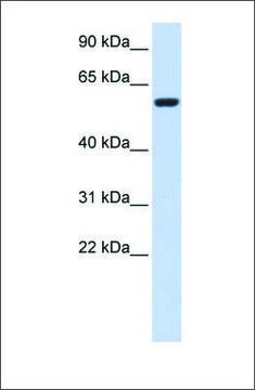 Anti-SRC antibody produced in rabbit affinity isolated antibody