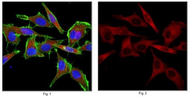 Anti-PKM2 Antibody from rabbit, purified by affinity chromatography