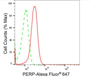 KD-Validated Anti PERP Antibody, clone 24GB1630, Rabbit Monoclonal clone 24GB1630, recombinant rabbit monoclonal, expressed in HEK293 cells