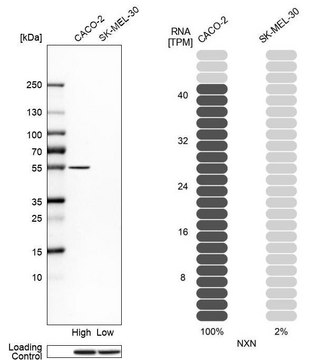 Anti-NXN antibody produced in rabbit Prestige Antibodies&#174; Powered by Atlas Antibodies, affinity isolated antibody, buffered aqueous glycerol solution, Ab2