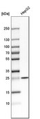 Anti-SNAP23 antibody produced in rabbit Prestige Antibodies® Powered by Atlas Antibodies, affinity isolated antibody, buffered aqueous glycerol solution