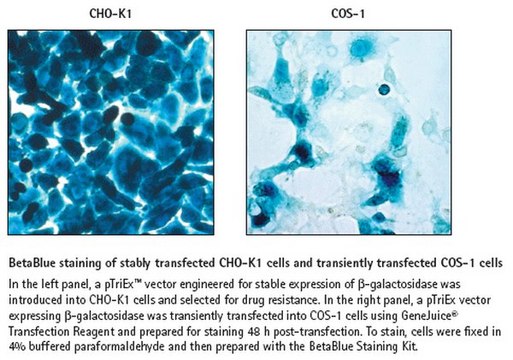 BetaBlue Staining Kit Convenient visualization of &#946;-gal in cells or tissues