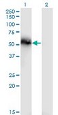 Monoclonal Anti-TNS4 antibody produced in mouse clone 3B8, purified immunoglobulin, buffered aqueous solution