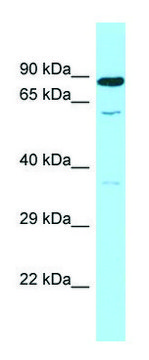 Anti-SMOX (C-terminal) antibody produced in rabbit affinity isolated antibody