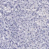 Anti-DGCR2 antibody produced in rabbit Prestige Antibodies® Powered by Atlas Antibodies, affinity isolated antibody, buffered aqueous glycerol solution