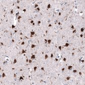 Monoclonal Anti-RBFOX3 antibody produced in mouse Prestige Antibodies® Powered by Atlas Antibodies, clone CL11896, purified immunoglobulin, buffered aqueous glycerol solution