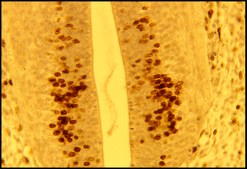 单克隆抗-BrdU 小鼠抗 clone BU-33, ascites fluid, Immunohistology Grade