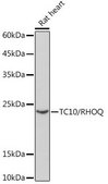 Anti-TC10/RHOQ antibody produced in rabbit