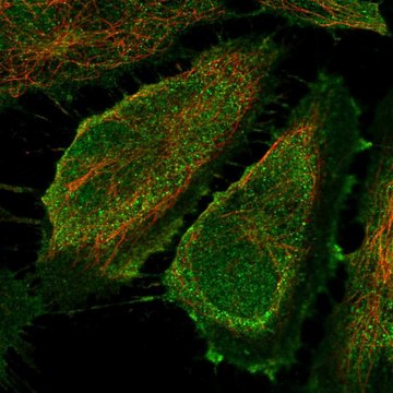 Anti-Cd83 Antibody Produced In Rabbit Prestige Antibodies&#174; Powered by Atlas Antibodies, affinity isolated antibody, buffered aqueous glycerol solution