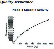 NEDD4 Active human recombinant, expressed in baculovirus infected insect cells, ≥60% (SDS-PAGE)