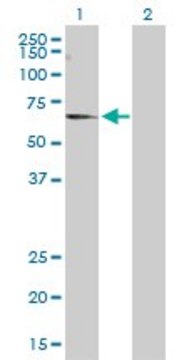 Anti-CNKSR3 antibody produced in rabbit purified immunoglobulin, buffered aqueous solution