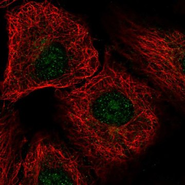 Anti-DDX54 antibody produced in rabbit Prestige Antibodies&#174; Powered by Atlas Antibodies, affinity isolated antibody